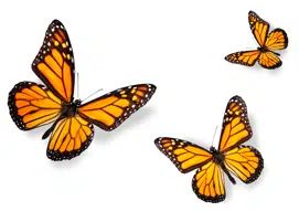 Butterflies